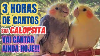 3 Horas de Canto de Calopsita para estimular sua Calopsita a cantar Familia de Calopsita Cantando