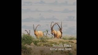 Sindh Ibex