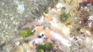 Spiny Brittle Star (Ophiothrix spiculata) wandering the rocks at Linda Mar