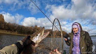 Осенние трофеи на троллинг. Закрытие сезона. Pike to trolling