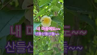 노각나무꽃, 숲 산책 중 만난 노각나무꽃 #노각나무꽃 #꽃영상 #꽃 #fly #꽃이 #꽃관찰 #자연 #자연영상 #자연관찰 #아름다운풍경 #힐링 #힐링영상 #nature #바람