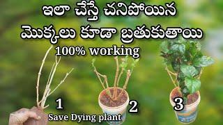 how to save dying plants in telugu | gardening