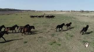 Caii salbatici de la Letea, Excursie de o zi in Delta Dunarii SAFCA DELTA TOURS. Wild horses Letea F