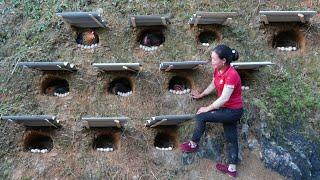 Build Many Nests for Hens to Lay Eggs - Harvest Grapefruit to Sell at Market | Trieu Mai Huong.