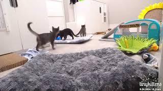 Rescue kittens get SO EXCITED!