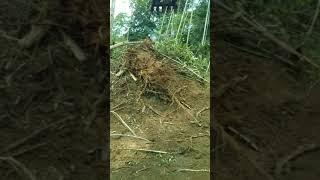 Escavadeira CAT 313 D2L...muito serviço de destoca.. Op Joel