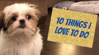 10 Things a Shih Tzu Puppy Loves to Do | 16 Weeks Old