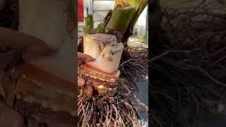 How to over winter Elephant ear plant/bulbs