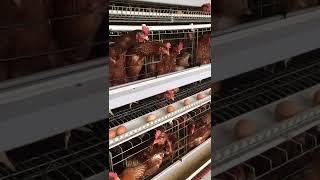 A Type Automatic Layer Chicken Cage Raising Cage Wire Mesh