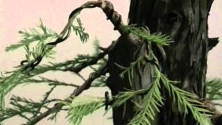 Bonsai Stop Motion - How to make a bonsai