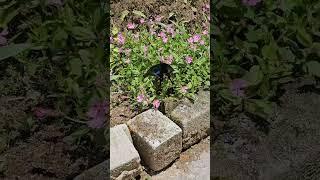 #flowers #butterfly #travel #blog #bharat #nature #india #bharat #viralvideo #viralshorts #video