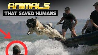 12 Incredible Animals That Saved Human Lives – Amazing Rescue Stories