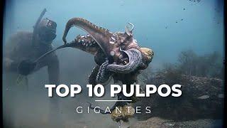 SPEARFISHING GIANT OCTOPUS COMPILATION - TOP 10 XXL OCTOPUS SEASON 2023-2024