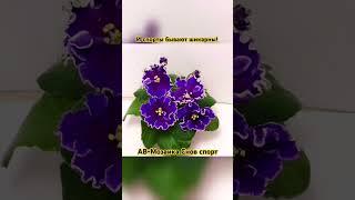 А вы радуетесь красивым спортам #фиалки или это для вас наоборот, большое разочарование? #flowers