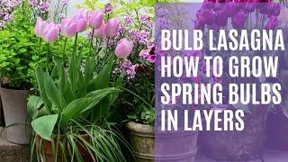 Bulb lasagna. How to grow spring bulbs in layers