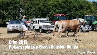 Orka 2019 Końmi i Pługiem Obrotowym - Horse Ploughing