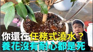 你會澆水嗎？教你一招告別任務式澆水！這樣澆隨便養養都能開爆|禪藝綠植工作室