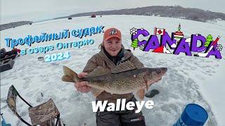 Ловим судака в Канаде | Торонто | Walleye Fishing Ontario | 25.01.2024