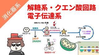 【糖代謝】解糖系・クエン酸回路・電子伝達系