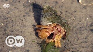 Abenteuer Wattenmeer | DW Deutsch