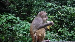 Zhangjiajie National Forest Park, China - Highlights & Drone Shots