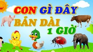 CON GÌ ĐÂY, ĐỘNG VẬT TỔNG HỢP BẢN DÀI NHẬN BIẾT CON VẬT CON BÒ, CON LỢN, CON CHÓ, CON VOI, SỨA TV