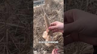 植物的种子玩起来还是很有趣的 #科普 #知识 #冷知识