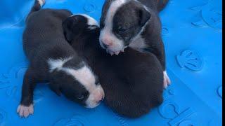 American Bulldog puppies week 2 update 2024 Neyland x Laurel