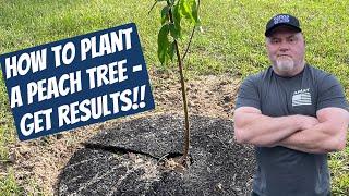 How to Plant a Peach Tree- GET RESULTS!!