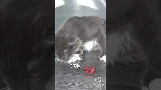 How to avoid stress at work? | Cute Maine Coon Cat