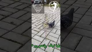 Папа джамперов