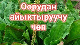 Бака жалбырактын дарылык касиети/Ден-соолука пайдалуу чөптөр/КЫРГЫЗЧА