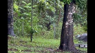 Yarrabah Yowie Captured on Camera in North Queensland