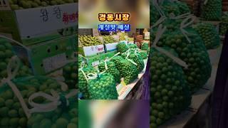 매실의 계절 ~^ 힐링여행