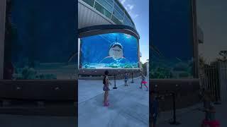 TUBARÃO Porto de Nassau Bahamas #3d #virtualreality #jaws