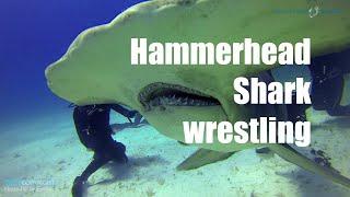 Dive Bahamas #20 - Wrestling with Hammerhead Sharks (Hammerheadshark Wrestling) - Hans-Peter Endler