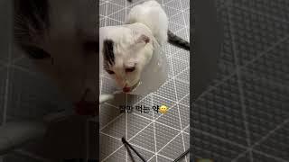 #곰팡이균 #고양이 #일상처치 … 곰팡이균, 우리 부자몸에서 썩 꺼지지 못하겠느냐! 