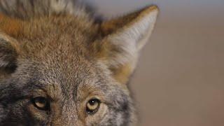 Kansas Coyote Trapping with Robert Waddell - The Management Advantage