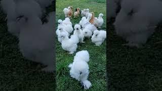 Beautiful silkie chickens #Shorts