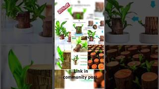 Dishita Go Green Lucky Brazil Wood Potted Plant, Healthy Indoor Live Lucky Brazilian Wood