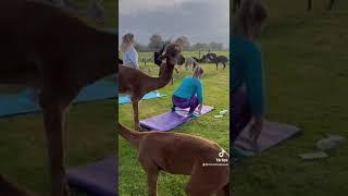 Al-pilates At Cheshire Alpacas