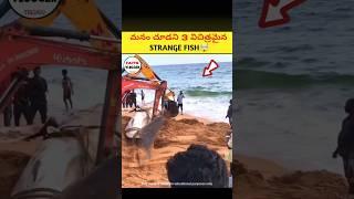 Top 3 Rare Fishes You Can't See ⁉️| intresting facts in telugu|#telugu #telugufacts #facts