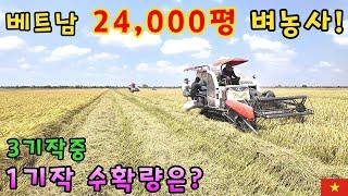 [베트남벼농사] 베트남이주 한국인 24,000평 벼농사 1기작 타작하던날! (kiengiangtv)