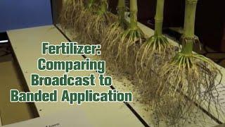 Fertilizer: Comparing Broadcast to Banded Application