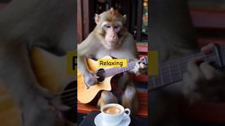 #Music#youtube music#youtube trending #youtube shorts#monkey#monkey videos