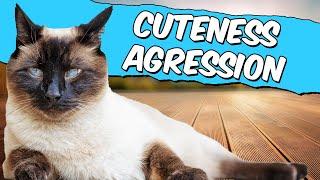 I'm Obsessed with My Siamese Cat - Cuteness Aggression