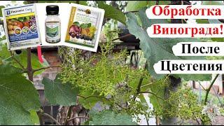 Одна из САМЫХ ВАЖНЫХ ОБРАБОТОК Винограда / ОБРАБОТКА Винограда ПОСЛЕ ЦВЕТЕНИЯ