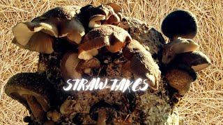 SHIITAKE ON STRAW, Mycelium Emporium "Straw" Strain