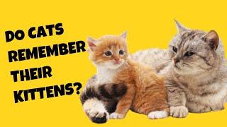 Do Cats Remember Their Kittens? - Cat's Knowhow