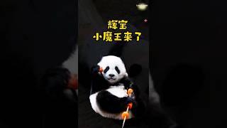 妈妈爱宝要干饭时，辉宝又来捣乱 #panda #huibao #辉宝 #cute #loveanimalsplanet
